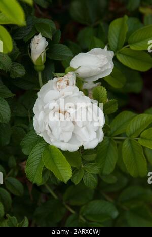 Rose rugosa `Blanc Double De Coubert Rugose 2 Sombreuil Stockfoto